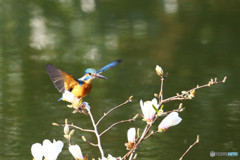 コブシとカワセミ