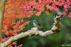 紅葉とルリビタキ