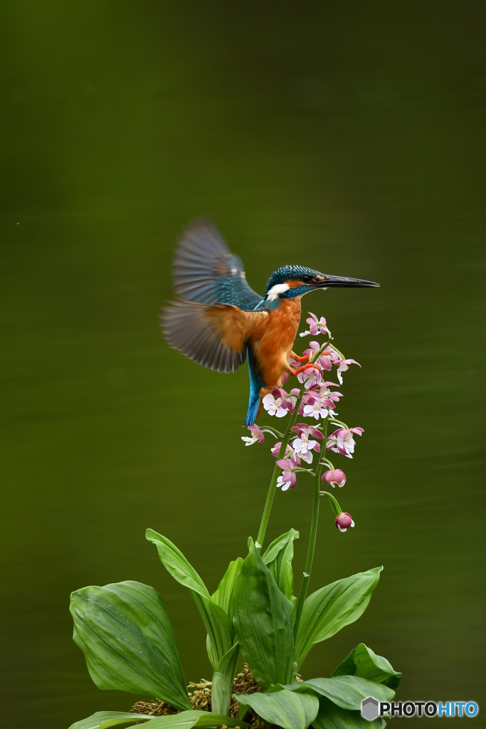 エビネランとカワセミ