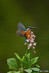 エビネランとカワセミ