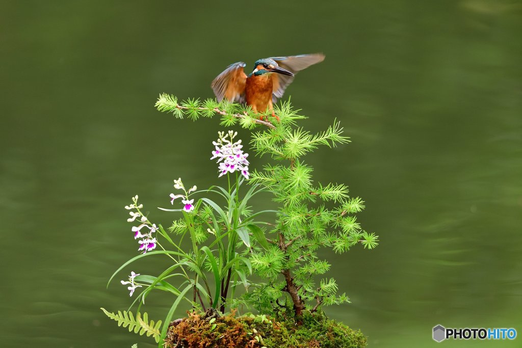 カラ松とカワセミ