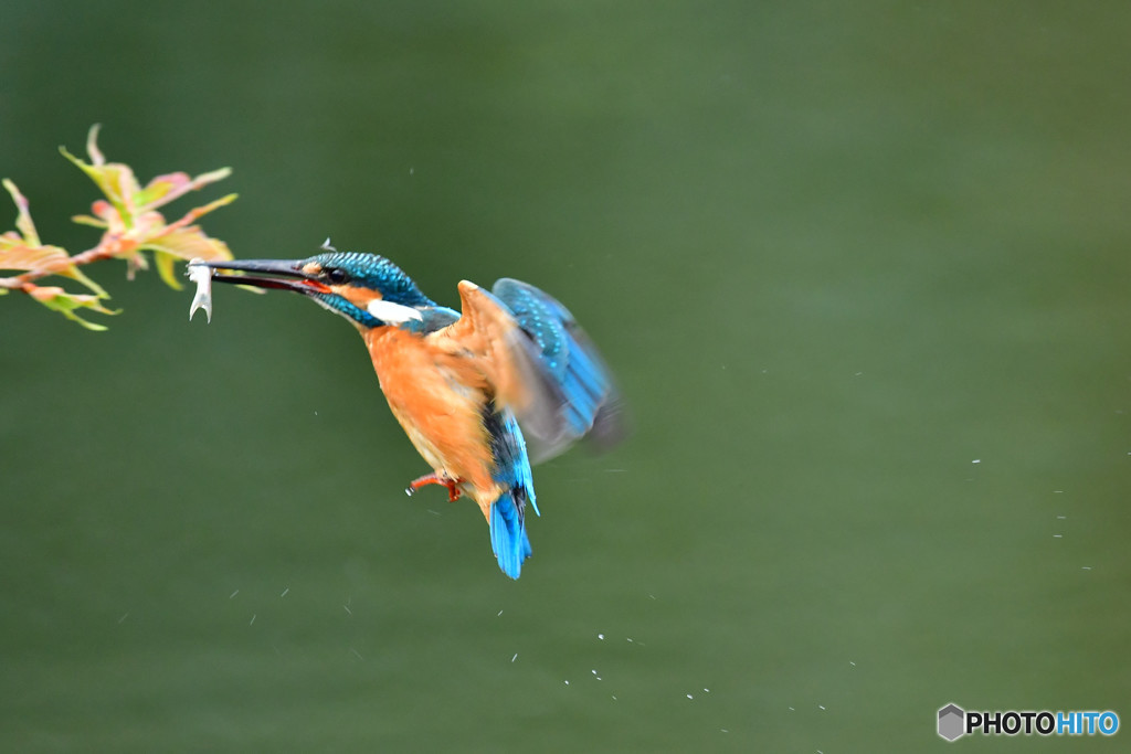 河津桜とカワセミ