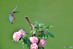 ツバキとカワセミ