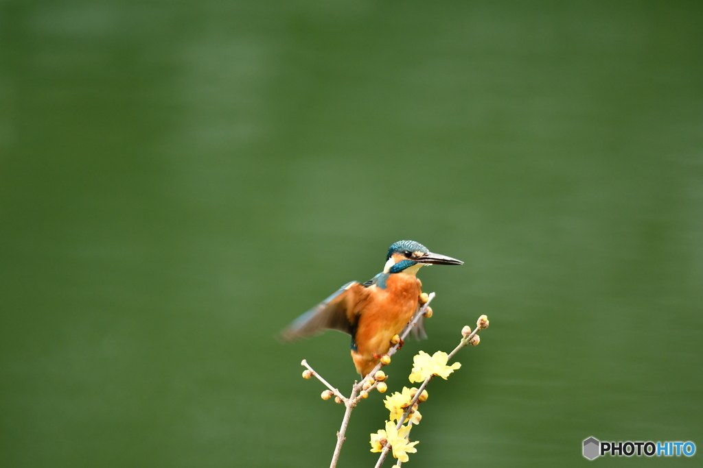 ロウバイとカワセミ