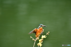 ロウバイとカワセミ