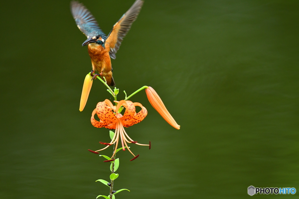 オニユリとカワセミ