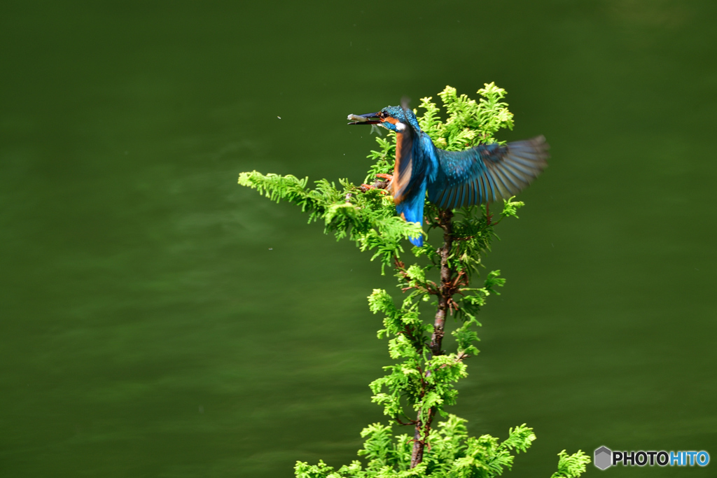 ヒバとカワセミ