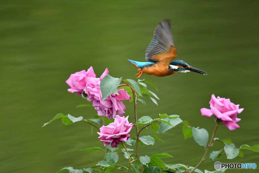 バラとカワセミ