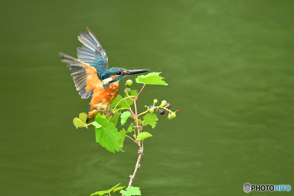 山ブドウとカワセミ