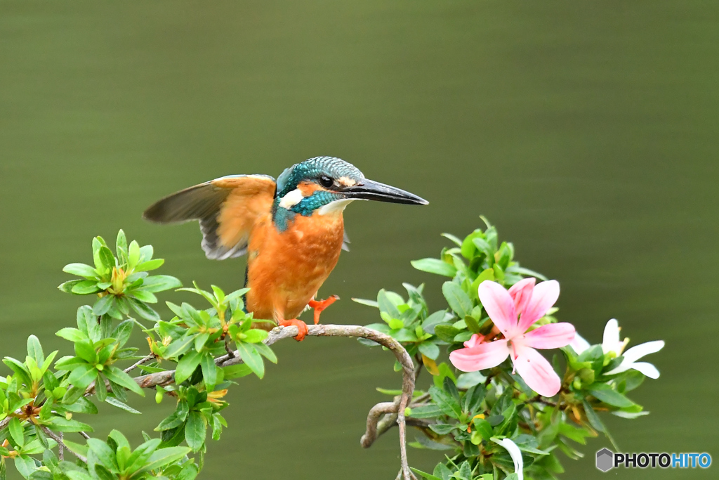サツキとカワセミ