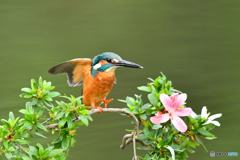 サツキとカワセミ