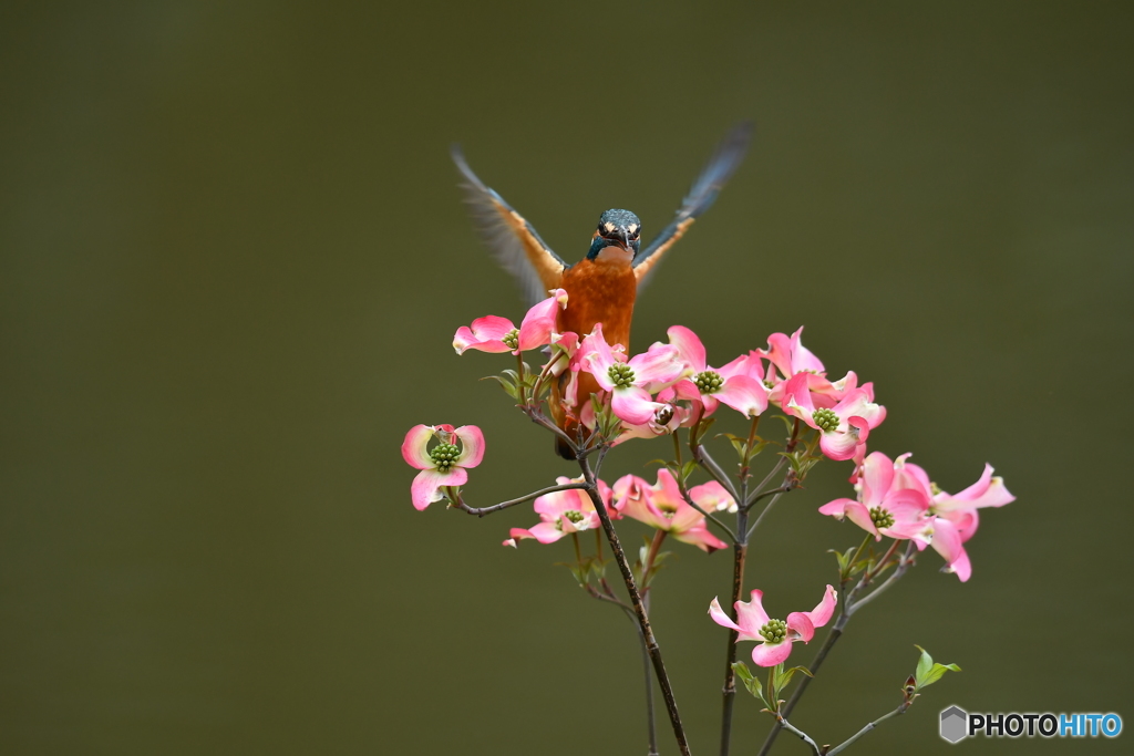 ハナミズキとカワセミ
