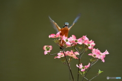 ハナミズキとカワセミ