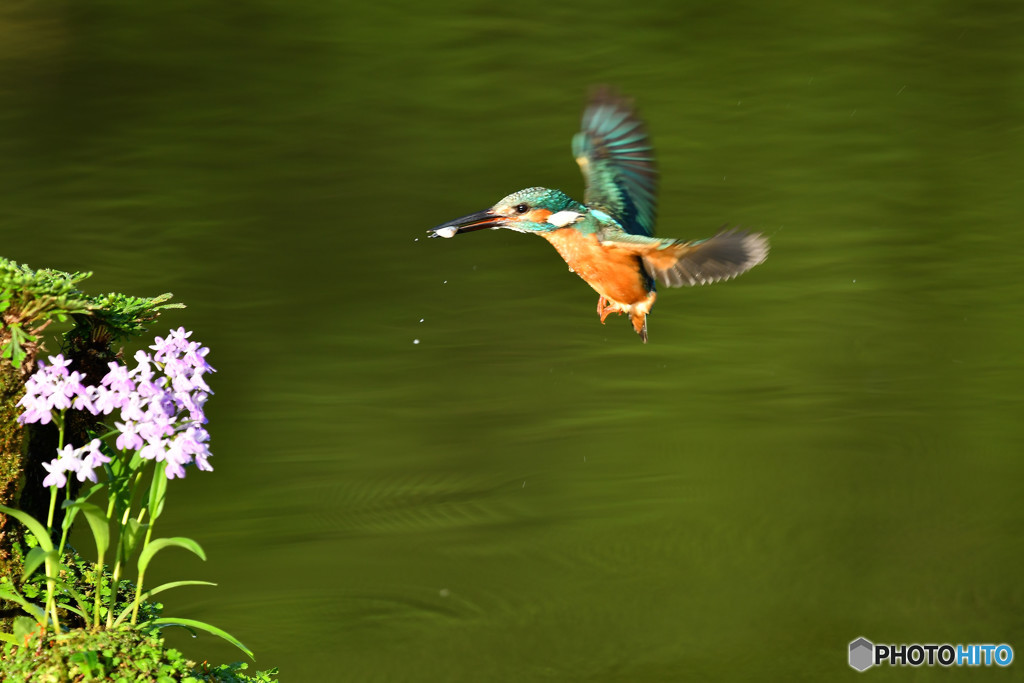 ウチョウランとカワセミ