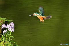 ウチョウランとカワセミ