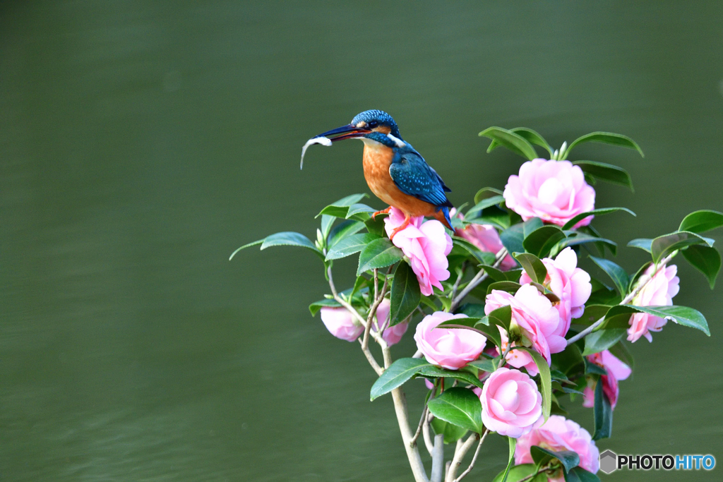 ツバキとカワセミ