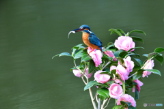 ツバキとカワセミ