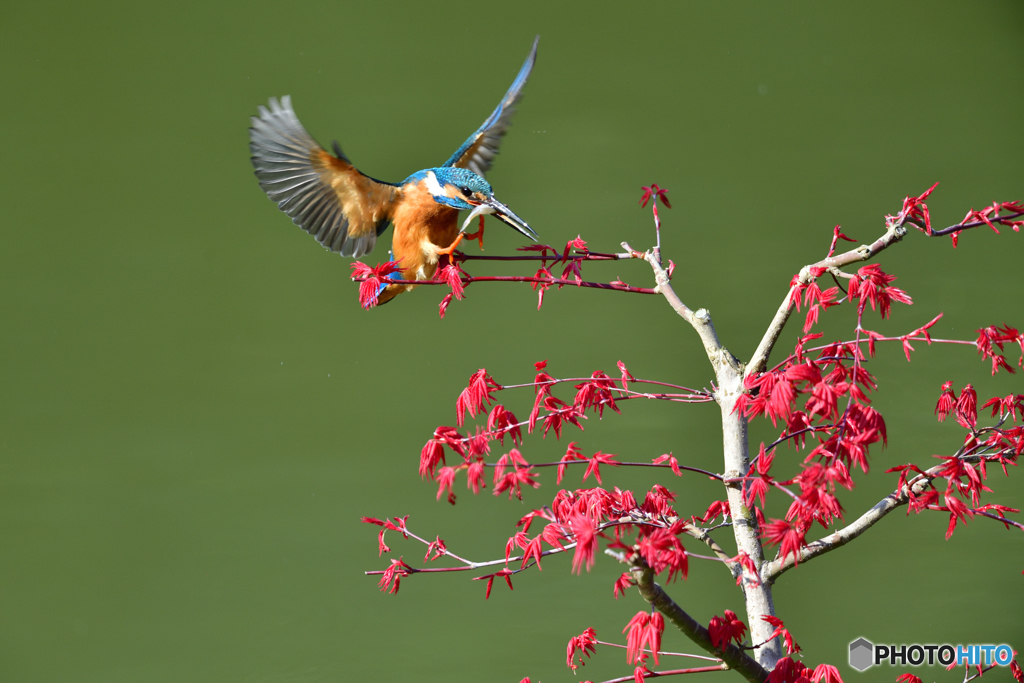 紅葉とカワセミ