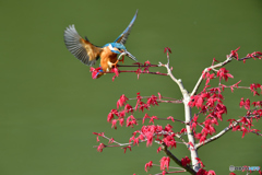 紅葉とカワセミ