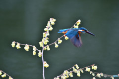 日向ミズキとカワセミ