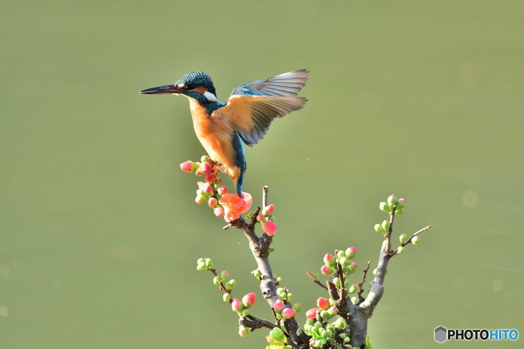 ボケの花とカワセミ