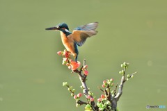 ボケの花とカワセミ