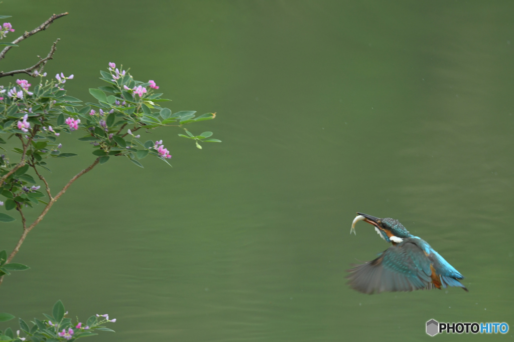 木萩とカワセミ