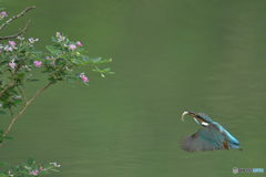 木萩とカワセミ