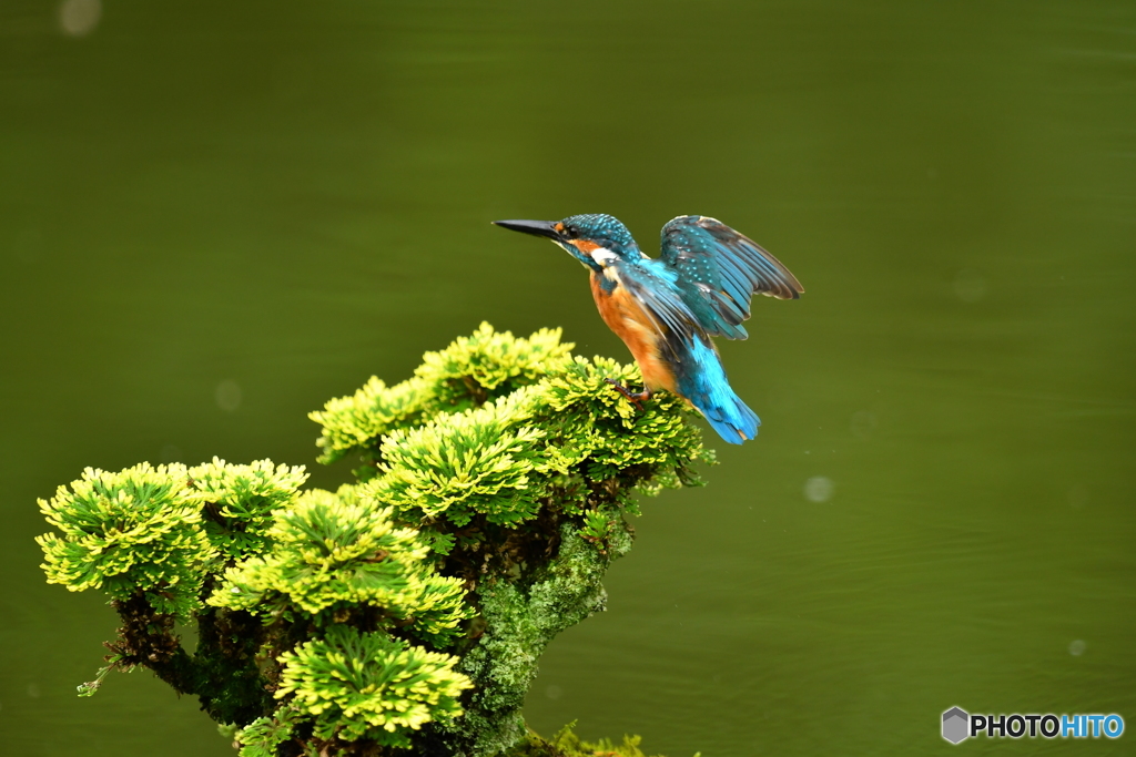 岩松とカワセミ