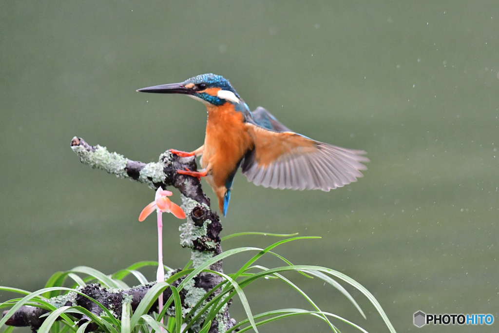 春蘭とカワセミ