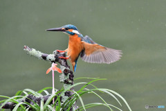 春蘭とカワセミ