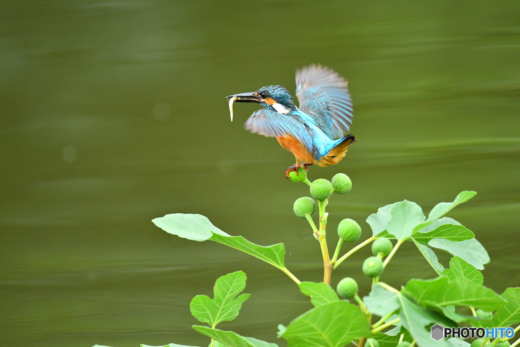 イチジクとカワセミ