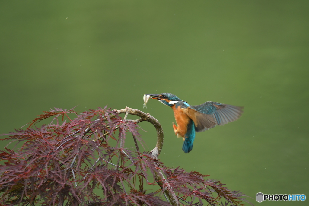 枝垂れ紅葉とカワセミ