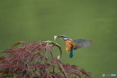 枝垂れ紅葉とカワセミ