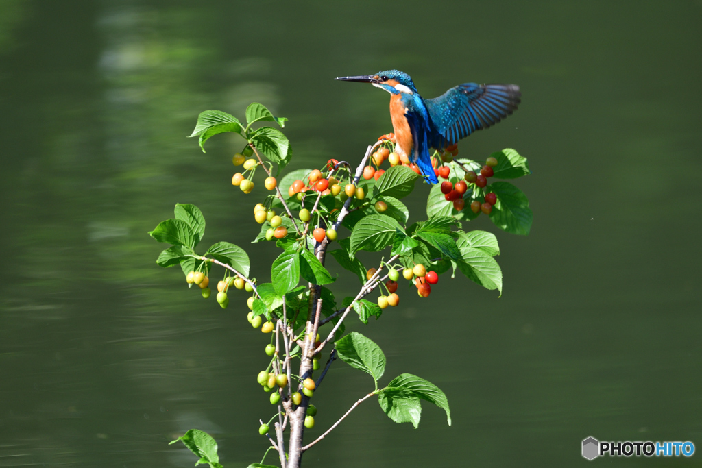 サクランボとカワセミ