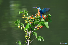 サクランボとカワセミ