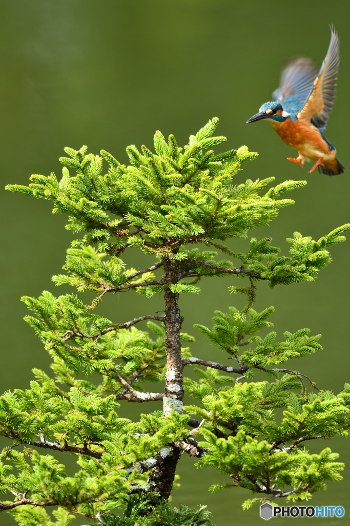 エゾマツとカワセミ