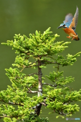 エゾマツとカワセミ