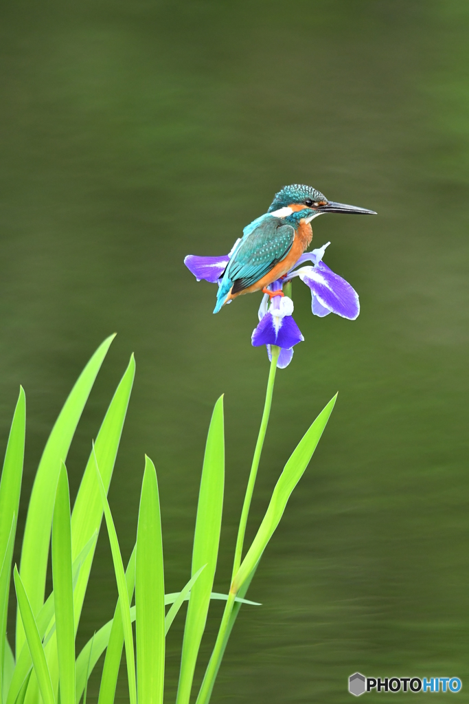 カキツバタとカワセミ