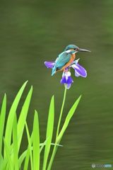 カキツバタとカワセミ