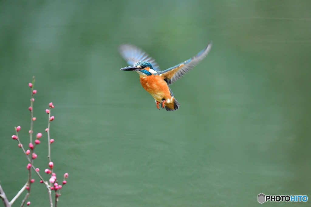 紅梅とカワセミ