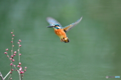 紅梅とカワセミ