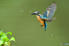 ホテイアオイとカワセミ