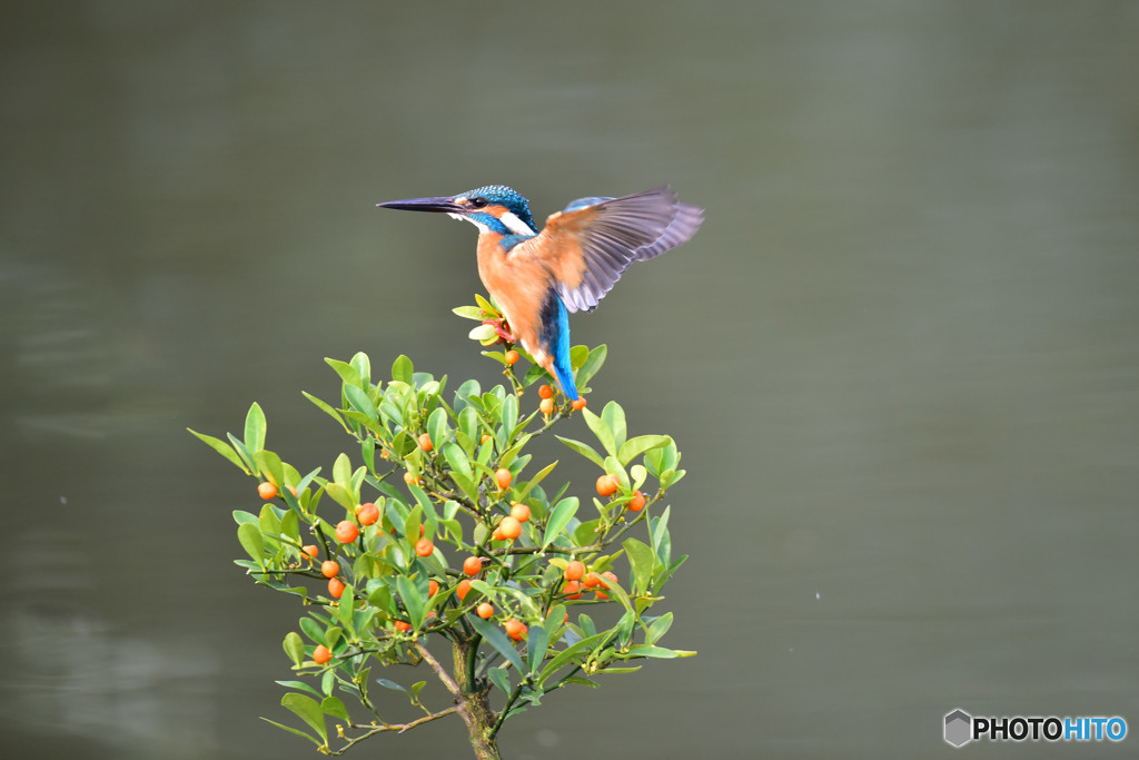 キンズとカワセミ
