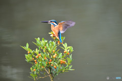 キンズとカワセミ