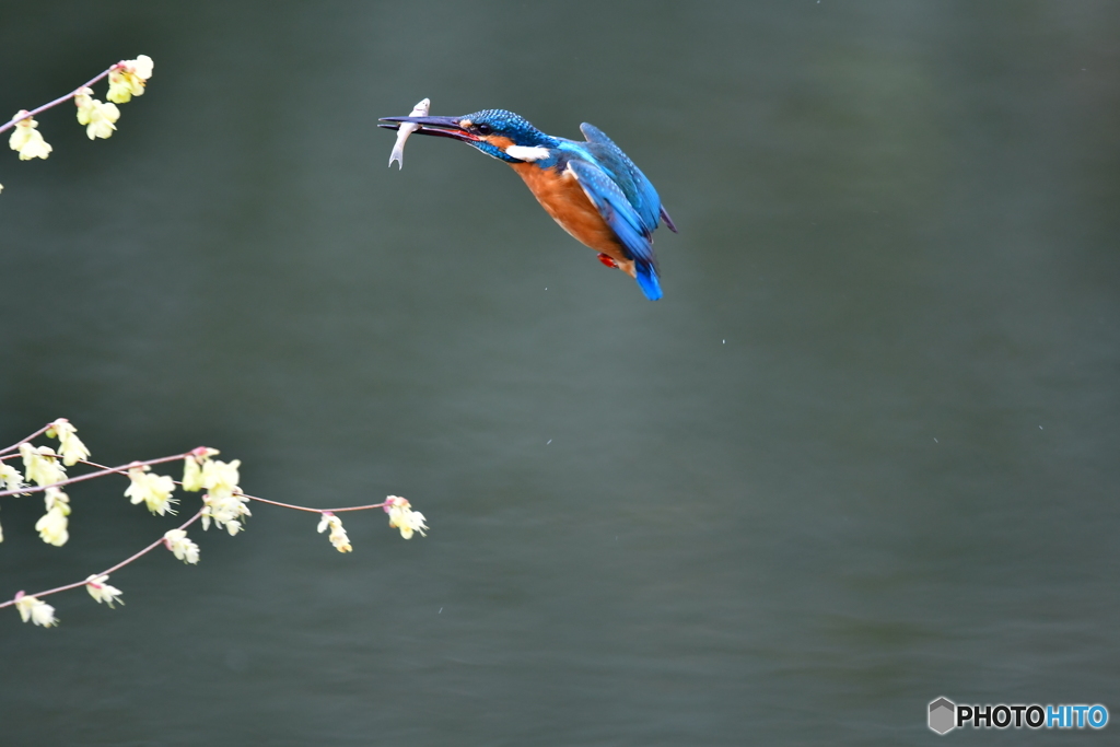 日向ミズキとカワセミ