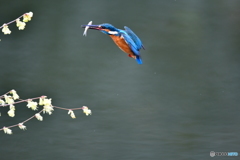 日向ミズキとカワセミ