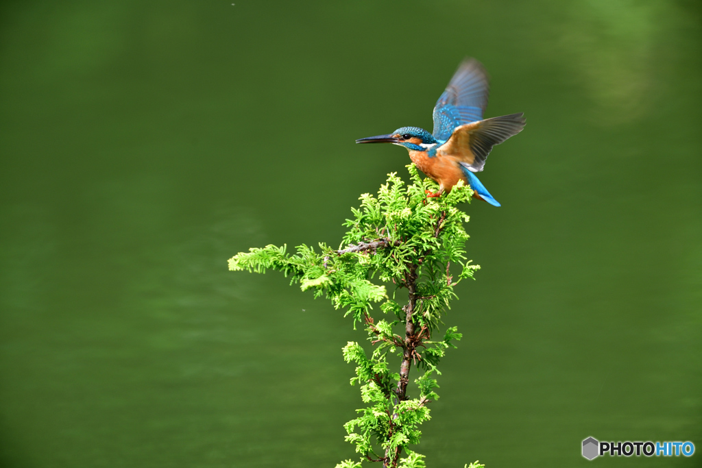 ヒバとカワセミ