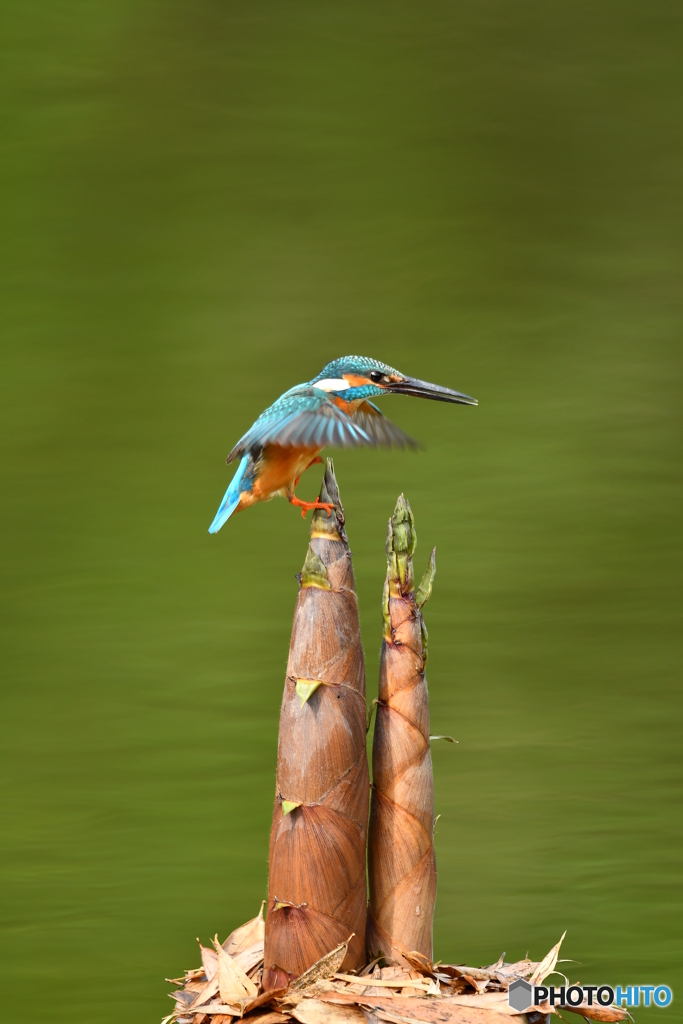 淡竹とカワセミ