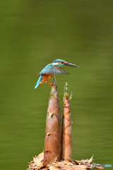 淡竹とカワセミ